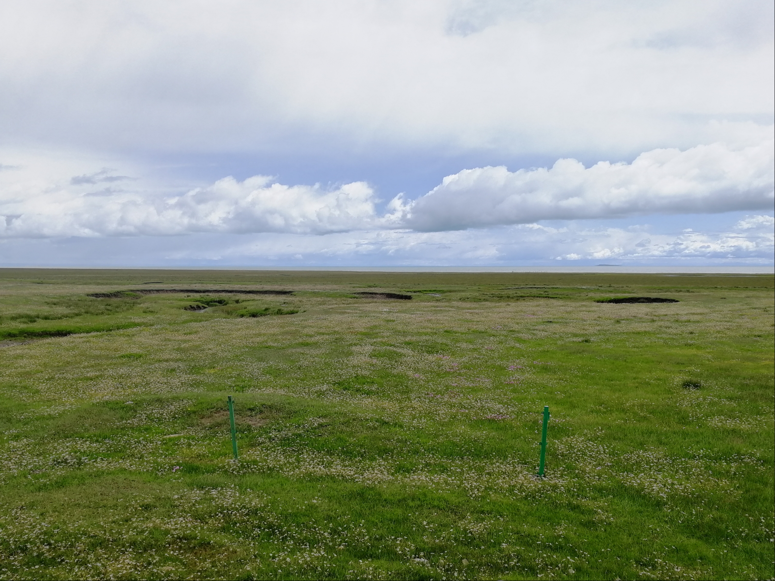 grassland.jpg grassland.jpg