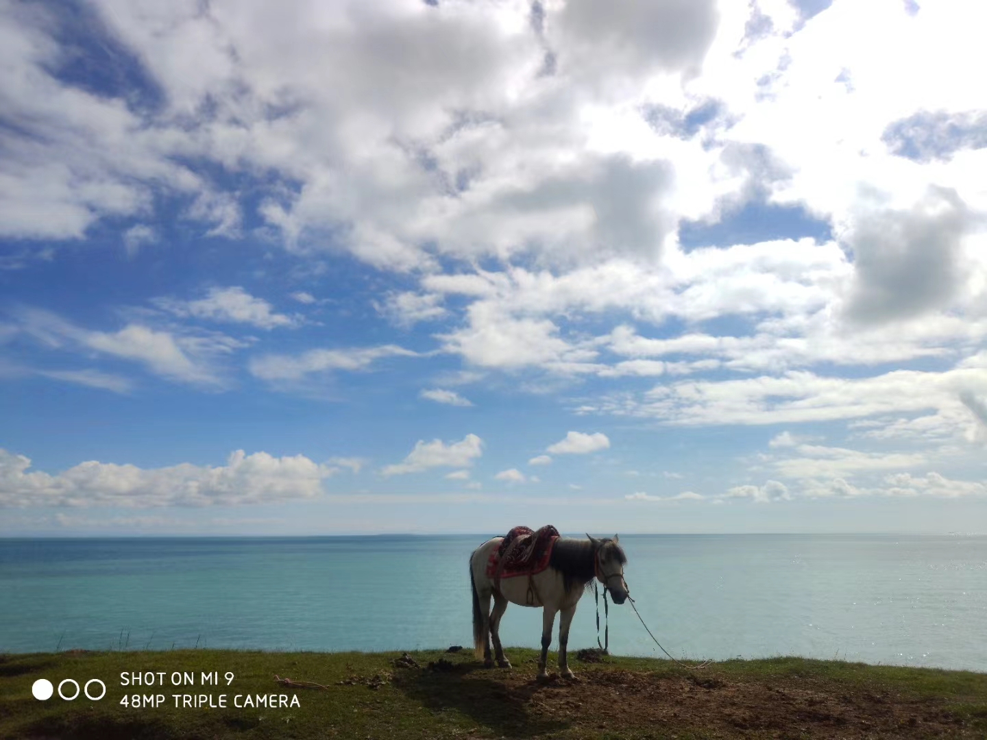 horse.jpg horse.jpg
